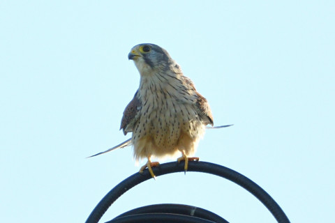 トリミング 2020/10月 SIGMA150-600C+D500 600mm F6.3 ss1/1250 ISO360