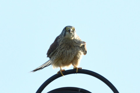 トリミング 2020/10月 SIGMA150-600C+D500 600mm F6.3 ss1/1250 ISO360