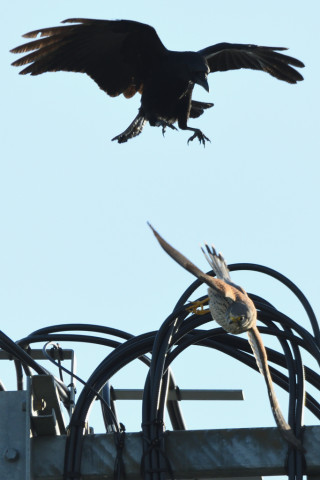 トリミング 2020/10月 SIGMA150-600C+D500 600mm F6.3 ss1/1250 ISO720 AF-C 25点