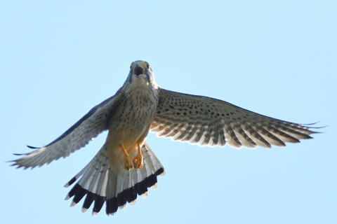 トリミング 2020/10月 SIGMA150-600C+D500 600mm F6.3 ss1/1250 ISO250 AF-C 25点