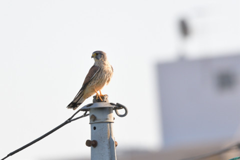 トリミング 2020/10月 SIGMA150-600C+D500 600mm F8 ss1/500 ISO180