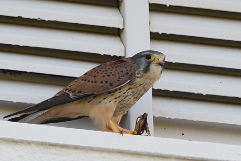 トリミング 2020/10月 SIGMA150-600C+D500 600mm F8 ss1/400 ISO1000