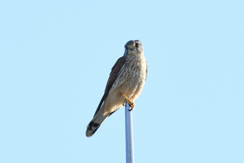 トリミング 2020/10月 SIGMA150-600C+D500 600mm F8 ss1/400 ISO180