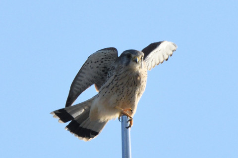トリミング 2020/10月 SIGMA150-600C+D500 600mm F8 ss1/1600 ISO720 AF-C 25点
