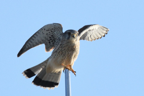 トリミング 2020/10月 SIGMA150-600C+D500 600mm F8 ss1/1600 ISO720 AF-C 25点