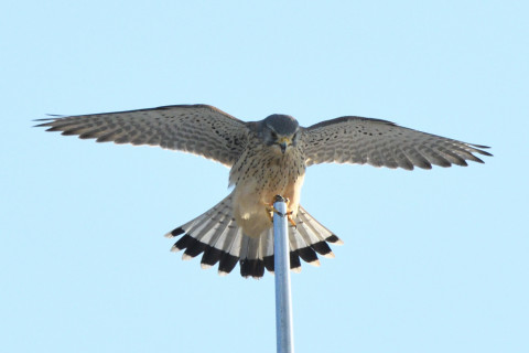 トリミング 2020/10月 SIGMA150-600C+D500 600mm F8 ss1/1600 ISO1100 AF-C 25点