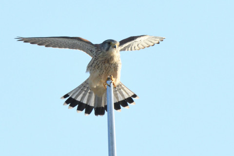 トリミング 2020/10月 SIGMA150-600C+D500 600mm F8 ss1/1600 ISO1100 AF-C 25点