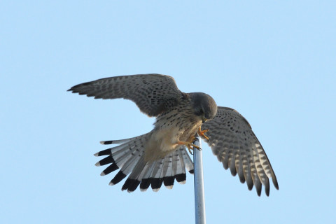 トリミング 2020/10月 SIGMA150-600C+D500 600mm F8 ss1/1250 ISO1000 AF-C 25点