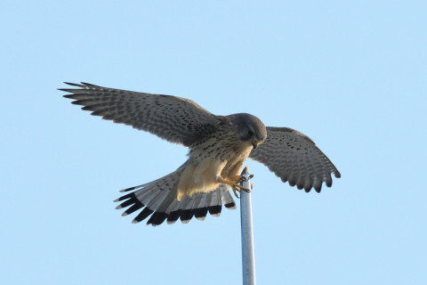 トリミング 2020/10月 SIGMA150-600C+D500 600mm F8 ss1/1250 ISO1000 AF-C 25点