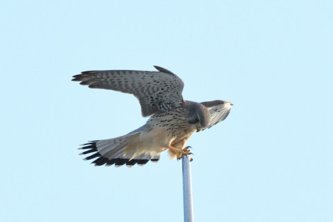 トリミング 2020/10月 SIGMA150-600C+D500 600mm F8 ss1/1250 ISO1400 AF-C 25点