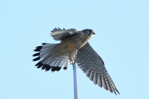 トリミング 2020/10月 SIGMA150-600C+D500 600mm F8 ss1/1250 ISO1400 AF-C 25点