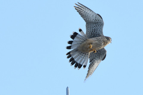 トリミング 2020/10月 SIGMA150-600C+D500 600mm F8 ss1/1250 ISO1600 AF-C 25点 