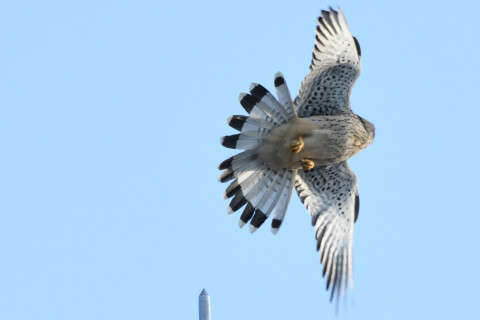 トリミング 2020/10月 SIGMA150-600C+D500 600mm F8 ss1/1250 ISO1600 AF-C 25点 