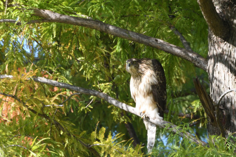 トリミング 2020/10月 SIGMA150-600C+D500 600mm F8 ss1/400 ISO1400
