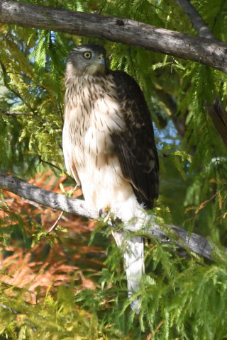 トリミング 2020/10月 SIGMA150-600C+D500 600mm F8 ss1/1250 ISO3600