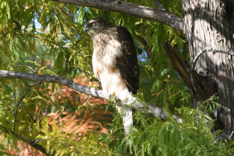 トリミング 2020/10月 SIGMA150-600C+D500 600mm F8 ss1/500 ISO1400