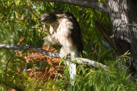 トリミング 2020/10月 SIGMA150-600C+D500 600mm F8 ss1/1250 ISO1400 AF-C 25点