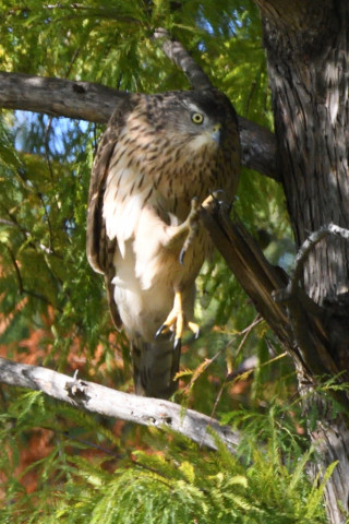 トリミング 2020/10月 SIGMA150-600C+D500 600mm F8 ss1/1250 ISO2000 AF-C 25点