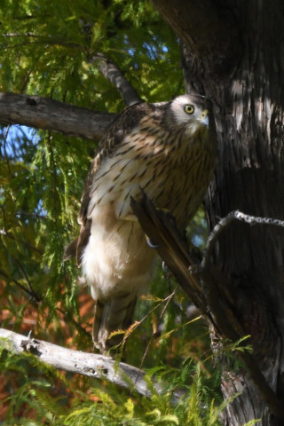 トリミング 2020/10月 SIGMA150-600C+D500 600mm F8 ss1/1250 ISO2000 AF-C 25点