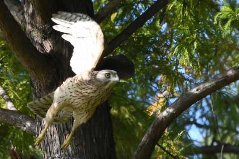 トリミング 2020/10月 SIGMA150-600C+D500 600mm F8 ss1/1250 ISO2200 AF-C 25点