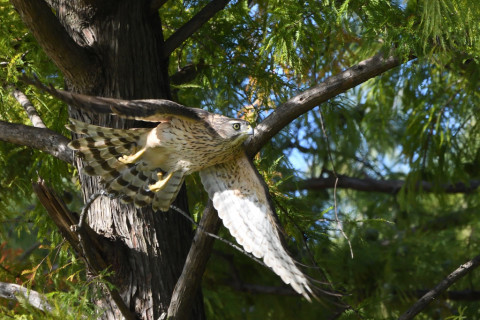 トリミング 2020/10月 SIGMA150-600C+D500 600mm F8 ss1/1250 ISO2200 AF-C 25点