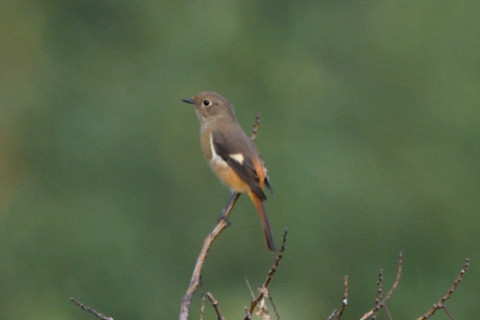 トリミング 2020/11月 SIGMA150-600C+D500 600mm F8 ss1/500 ISO640