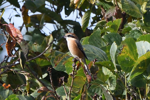 トリミング 2020/11月 SIGMA150-600C+D500 600mm F8 ss1/1250 ISO1250 