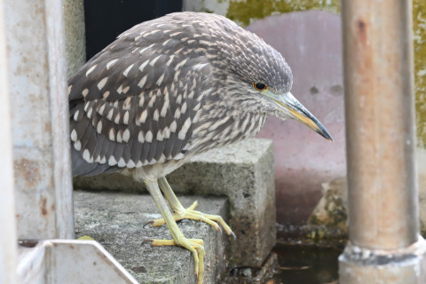 SIGMA150-600C+D500 360mm F6.3 ss1/40 ISO4000