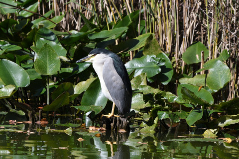 2020/11月 SIGMA150-600C+D500 600mm F8 ss1/250 ISO100