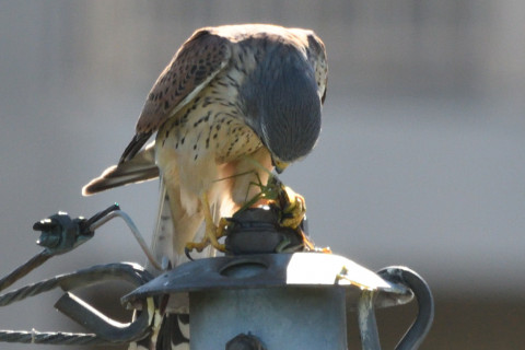 トリミング 2020/11月 SIGMA150-600C+D500 600mm F8 ss1/1250 ISO1000