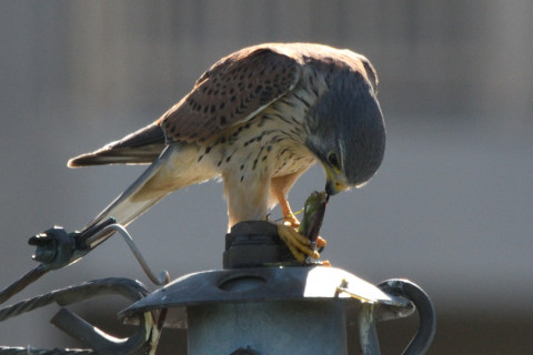 トリミング 2020/11月 SIGMA150-600C+D500 600mm F8 ss1/1250 ISO560