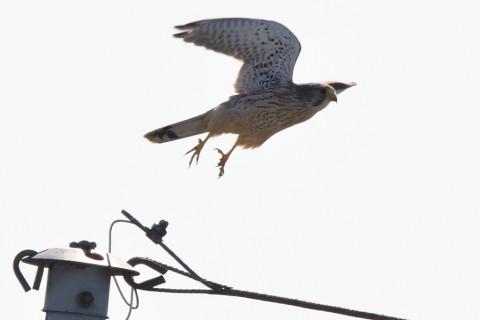 トリミング 2020/11月 SIGMA150-600C+D500 550mm F8 ss1/1250 ISO220 AF-C 25点