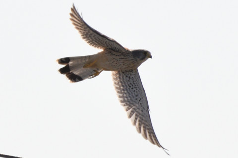 トリミング 2020/11月 SIGMA150-600C+D500 550mm F8 ss1/1250 ISO220 AF-C 25点