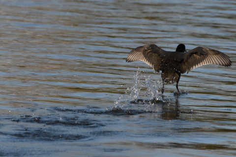 トリミング 2020/11月 SIGMA150-600C+D500 600mm F8 ss1/1250 ISO450 AF-C 25点