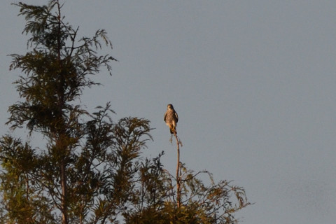 トリミング 2020/11月 SIGMA150-600C+D500 600mm F8 ss1/1250 ISO400 AF-C 25点