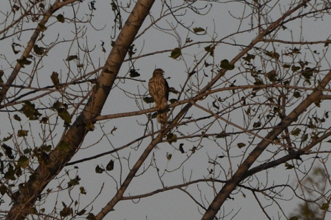 トリミング 2020/11月 SIGMA150-600C+D500 600mm F8 ss1/1600 ISO400 AF-C 25点