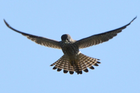 トリミング 2020/11月 SIGMA150-600C+D500 600mm F8 ss1/1000 ISO160 AF-C 25点