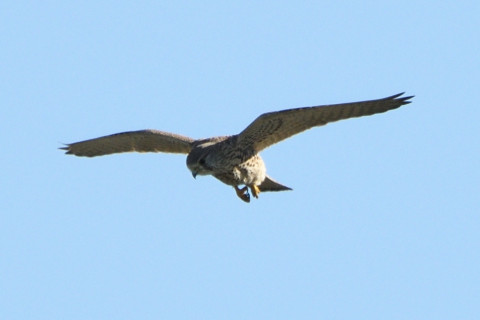 トリミング 2020/11月 SIGMA150-600C+D500 600mm F8 ss1/1000 ISO160 AF-C 25点