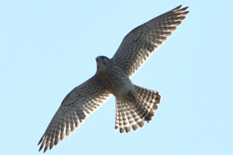 トリミング 2020/11月 SIGMA150-600C+D500 600mm F8 ss1/1000 ISO100 AF-C 25点