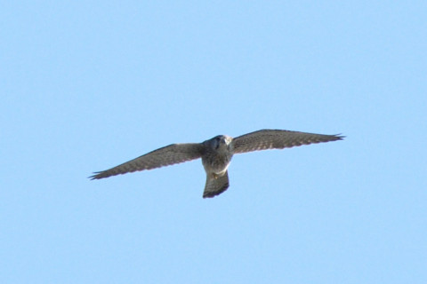 トリミング 2020/11月 SIGMA150-600C+D500 600mm F8 ss1/1250 ISO640 AF-C 25点