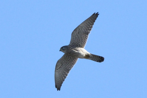 トリミング 2020/11月 SIGMA150-600C+D500 600mm F8 ss1/1250 ISO800 AF-C 25点