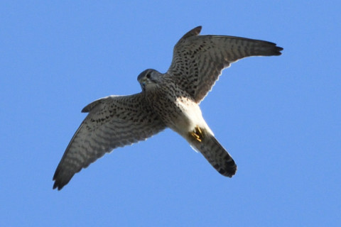 トリミング 2020/11月 SIGMA150-600C+D500 600mm F8 ss1/1250 ISO900 AF-C 25点