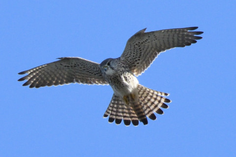 トリミング 2020/11月 SIGMA150-600C+D500 600mm F8 ss1/1250 ISO1000 AF-C 25点