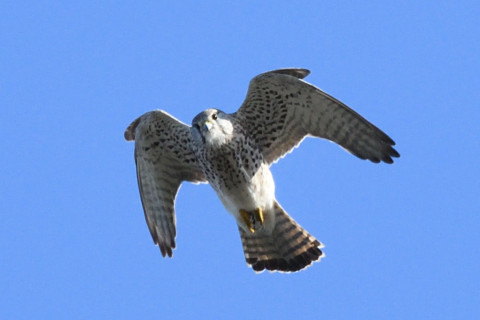 トリミング 2020/11月 SIGMA150-600C+D500 600mm F8 ss1/1250 ISO1100 AF-C 25点