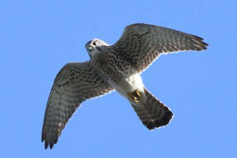 トリミング 2020/11月 SIGMA150-600C+D500 600mm F8 ss1/1250 ISO1250 AF-C 25点