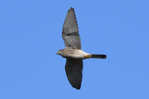 トリミング 2020/11月 SIGMA150-600C+D500 600mm F8 ss1/1000 ISO400 AF-C 25点