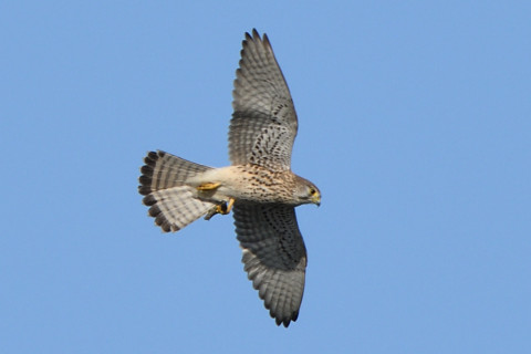 トリミング 2020/11月 SIGMA150-600C+D500 600mm F8 ss1/500 ISO200 AF-C 25点