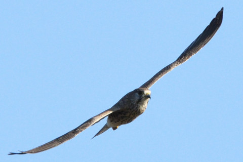 トリミング 2020/11月 SIGMA150-600C+D500 600mm F8 ss1/2000 ISO1100 AF-C 25点