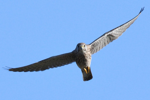 トリミング 2020/11月 SIGMA150-600C+D500 600mm F8 ss1/2000 ISO1250 AF-C 25点