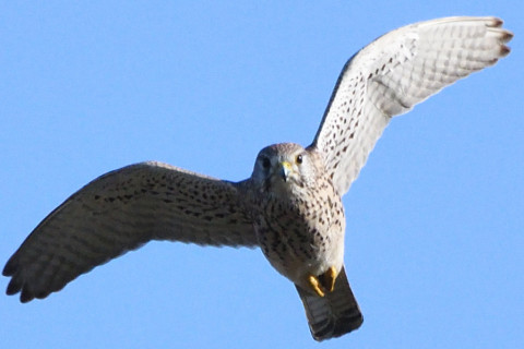 トリミング 2020/11月 SIGMA150-600C+D500 600mm F8 ss1/2000 ISO1250 AF-C 25点